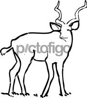 Kudu