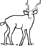 Kudu freehand drawings