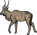 Kudu freehand drawings