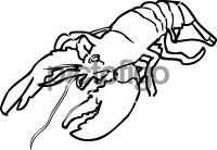 LobsterFreehand Image