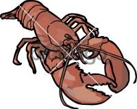 LobsterFreehand Image