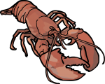 Lobster freehand drawings