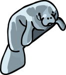 Manatee freehand drawings