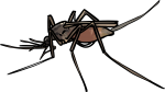 Mosquito