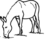 Mule freehand drawings