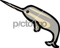 NarwhalFreehand Image