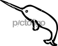 Narwhal