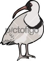 Ibisbill