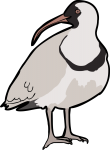 Ibisbill freehand drawings