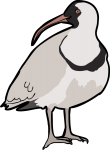 Ibisbill