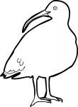 Ibisbill