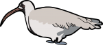 Ibisbill