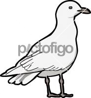 Iceland Gull