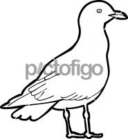 Iceland Gull