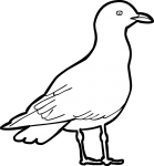 Iceland Gull freehand drawings