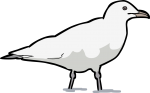 Iceland Gull freehand drawings