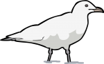 Iceland Gull