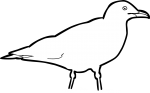 Iceland Gull