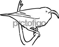IiwiFreehand Image