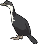 Imperial Shag