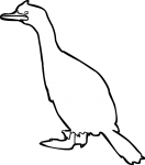 Imperial Shag