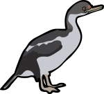 Imperial Shag