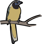 Inca Jay