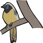 Inca Jay