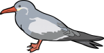 Inca Tern