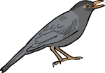 Indian Blackbird freehand drawings