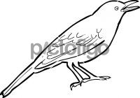 Indian BlackbirdFreehand Image