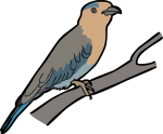 Indian Roller