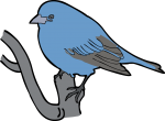 Indigo Bunting freehand drawings