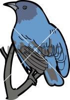 Indigo Bunting