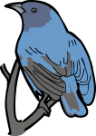 Indigo Bunting freehand drawings