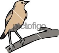 Isabelline Wheatear