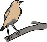 Isabelline Wheatear freehand drawings