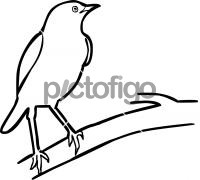 Isabelline WheatearFreehand Image