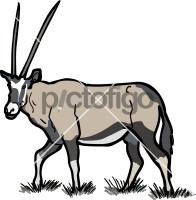 Oryx