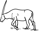 Oryx