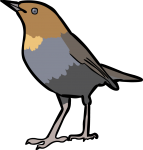 Japanese Robin