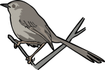 Karoo Prinia freehand drawings