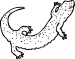 Salamander freehand drawings