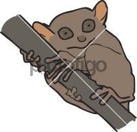 Tarsier