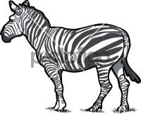 ZebraFreehand Image