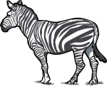 Zebra freehand drawings