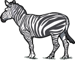 Zebra