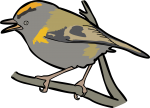 Madeira Firecrest