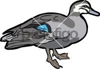 Pacific Black DuckFreehand Image