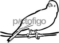 Tanager ParadiseFreehand Image